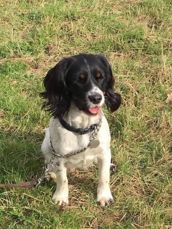 rosieDoc2's tweet photo. BEA missing from between APPLETON ROEBUCK &amp; BOLTON PERCY nr #Tadcaster #YORK #YO23 
7/2/22
Female/young adult #CockerSpaniel white &amp; black with tan markings around the jaw line 
TAGGED CHIPPED

https://t.co/0ZQQaN77nE

@DogsofTooting @thedogfinder @sharonwrdl @MsTKIndeed @bs2510 https://t.co/lZDv4ASxtz