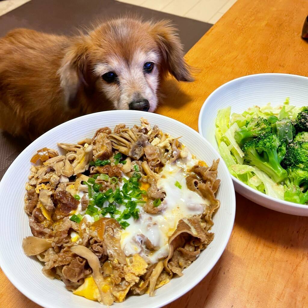 熊吉 舞茸卵とじ牛丼 ー ウマウマ アレンジレシピ 松屋 T Co Tp4vehbmpv T Co M1hnrevztm Twitter 熊吉 舞茸卵とじ牛丼 ー ウマウマ アレンジレシピ 松屋 T Co Tp4vehbmpv T Co M1hnrevztm Twitter