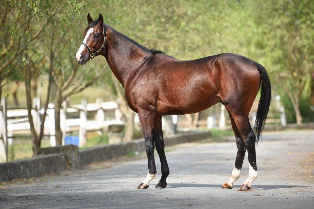 HasafetStallion's tweet photo. 📌10.000 USD ile @LanesEndFarms bünyesinde aşım yapan Unified'ın yavruları kazanmaya devam ediyor.
Unified'ın kuzeni #Hasafet, 10.000 USD değil, 11.000 TL ile yetiştiricilerin hizmetinde!
https://t.co/LgvDzn7Nd6
@cebemed @OzyurteriAyse @EgitimTay
https://t.co/V9KwBCt25l https://t.co/dRSlxDQtrq