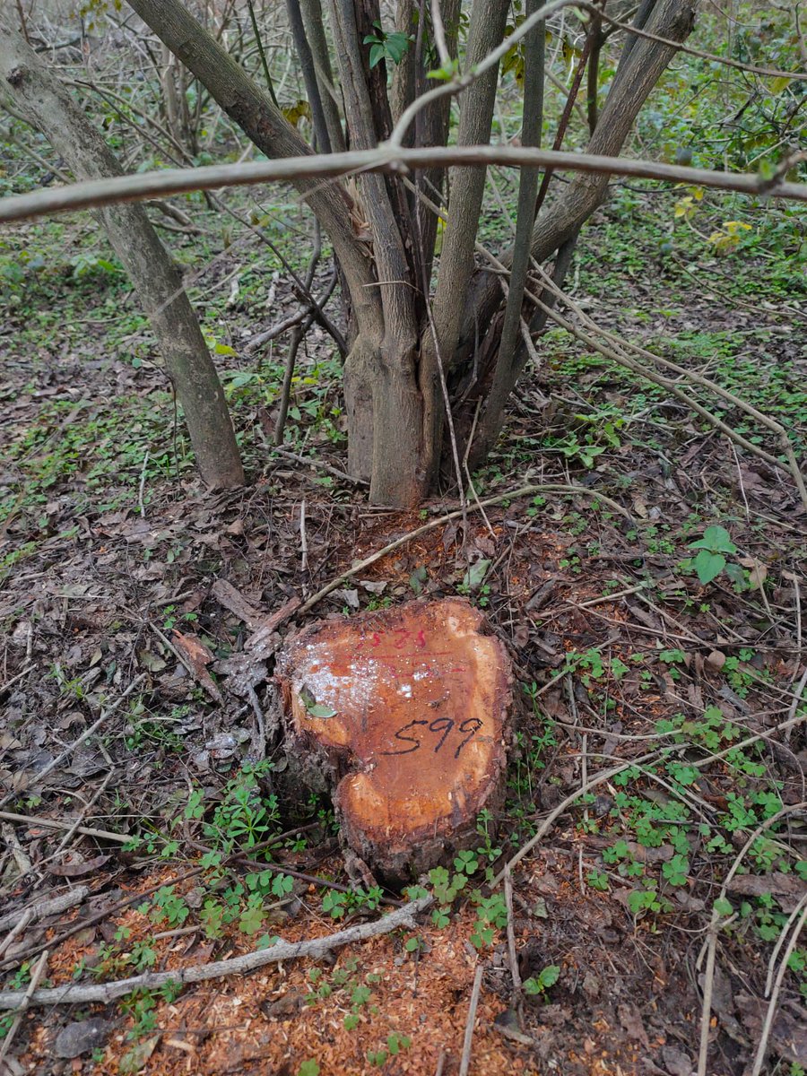 warhorse_911's tweet photo. Oh well, if deforestation continues like this, sadly we’ll be the last generation, lucky enough to see #khair in Jammu.
#Save_Raika_Forest
@jmcjammu
@dcjammuofficial @DC_Budgam @manojsinha_ @M4Environment https://t.co/DM5GX6AdY1