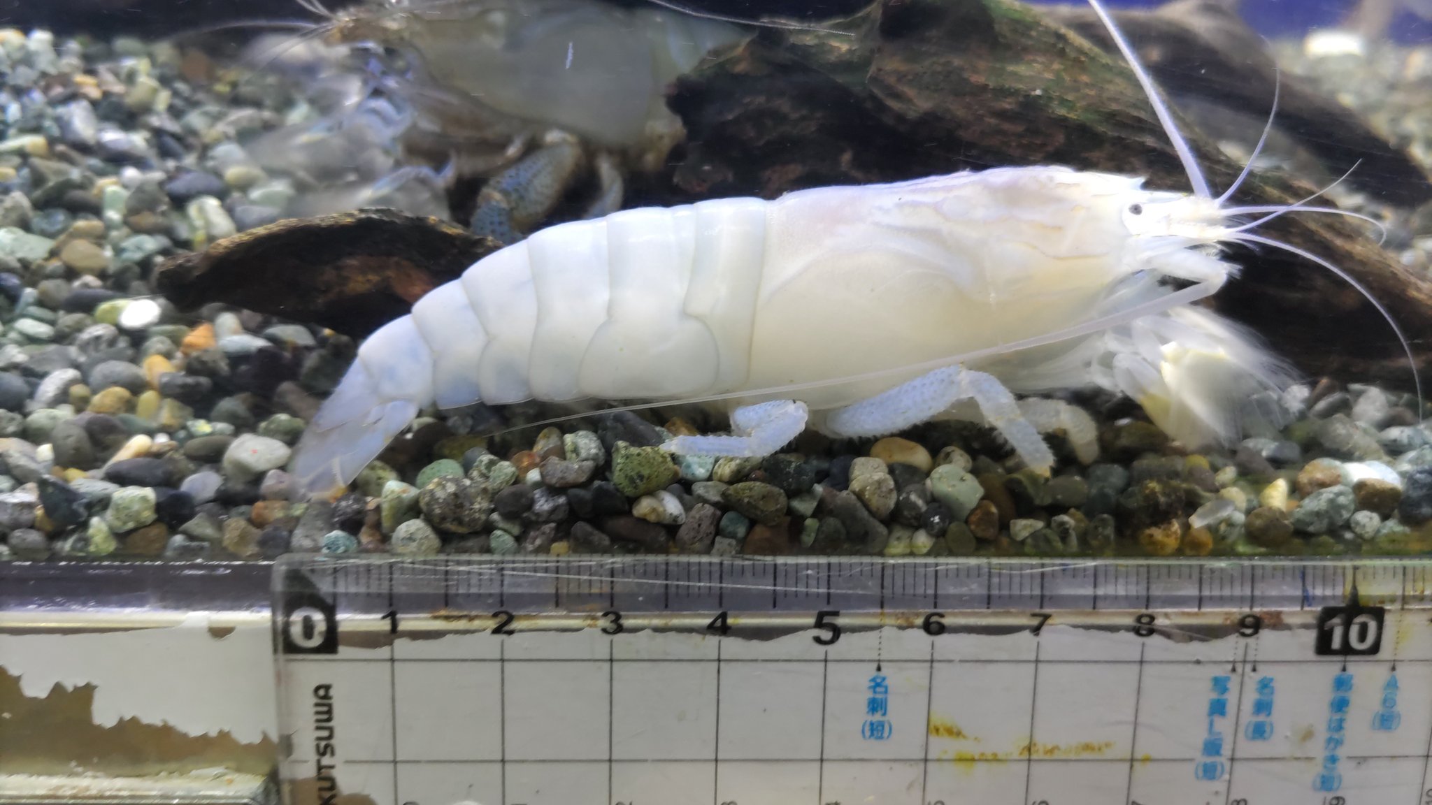 一茶 モアさんのアフリカンロックシュリンプ デッカイです でもハサミがないので小さな魚とも混泳できたりします モアアクアガーデン アクアリウム エビ ロックシュリンプ T Co 1ykrq4e8xm Twitter