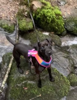millypod1's tweet photo. LOKI HOME SAFE. THANKS FOR RT's 😊🐕🐾

7 FEB 2022 #Lost LOKI LONG LEAD ATTACHED
#ScanMe Black Patterdale Terrier Male #RESCUE
#Blindcrake Wood is a village and civil parish within the Isel Valley to Redmain #LakeDistrict #Cumbria #CA13   SIGHTINGS**
https://t.co/xABYH6Qfco https://t.co/MFkJYODBvC