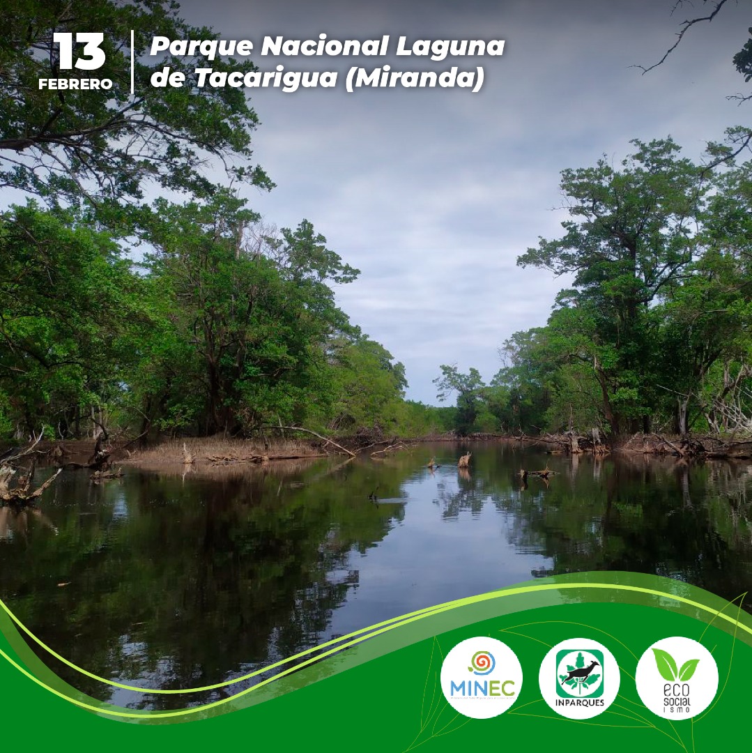 #13Feb || Parque Nacional Laguna de Tacarigua arriba a sus 48 Aniversario💚🌱
En una zona de gran desarrollo turístico, pesquero y agrícola, ubicado en la localidad de Barlovento en el estado Miranda, se encuentra uno de los sitios turísticos más emblemáticos de Venezuela 🇻🇪