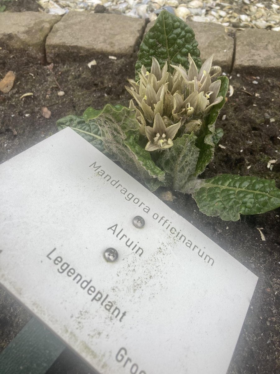 De alruin, Mandragora, bloeit op <a href="/dekruidhof/">dekruidhof</a> Harry Potter zou er voor omrijden. Alruin is een mythische legende plant. Voor wilde bijen een eerste echte nectar plant. #verwondering