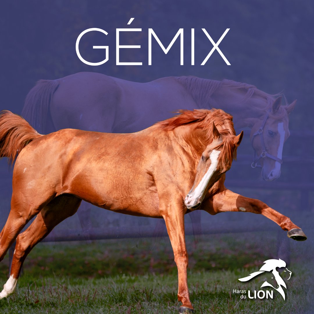 Gemix (@gemixsire) on Twitter photo ๐๐๐ ๐๐ซ, ๐ช๐ฃ๐ ๐ง๐๐ช๐จ๐จ๐๐ฉ๐ ๐จ๐ช๐ง ๐ก๐ ๐ฅ๐๐จ๐ฉ๐...
Pรจre du Champion ๐๐ ๐๐๐ฅ๐ฅ๐ฌ : 6 vict. de Gr dont le Px Maurice Gillois ๐๐ฟ๐ญ
... ๐๐ฉ ๐๐ช๐ญ ๐ซ๐๐ฃ๐ฉ๐๐จ !
SI ELEGANT vendu ๐ญ๐ฑ๐ฑ.๐ฌ๐ฌ๐ฌโฌ par Y. Fouin ร  <a href="/tommalone600/">Tom Malone</a> - <a href="/InfoArqana/">ARQANA</a> 
Tarif: 5000โฌ <a href="/harasdulion/">harasdulion</a> ๐๐๐ ๐๐ซ, ๐ช๐ฃ๐ ๐ง๐๐ช๐จ๐จ๐๐ฉ๐ ๐จ๐ช๐ง ๐ก๐ ๐ฅ๐๐จ๐ฉ๐...
Pรจre du Champion ๐๐ ๐๐๐ฅ๐ฅ๐ฌ : 6 vict. de Gr dont le Px Maurice Gillois ๐๐ฟ๐ญ
... ๐๐ฉ ๐๐ช๐ญ ๐ซ๐๐ฃ๐ฉ๐๐จ !
SI ELEGANT vendu ๐ญ๐ฑ๐ฑ.๐ฌ๐ฌ๐ฌโฌ par Y. Fouin ร  <a href="/tommalone600/">Tom Malone</a> - <a href="/InfoArqana/">ARQANA</a> 
Tarif: 5000โฌ <a href="/harasdulion/">harasdulion</a>