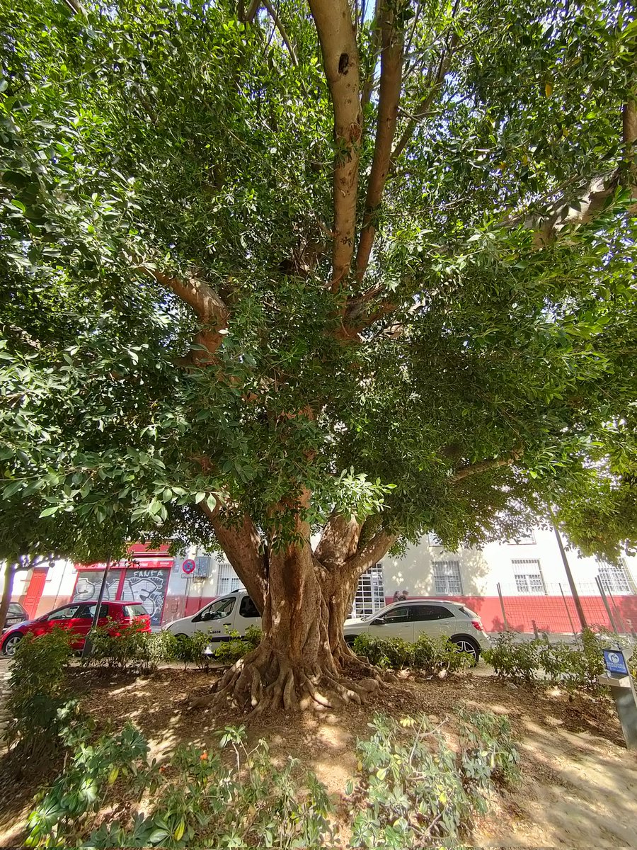 Plaza de San Leandro: Pila del Pato y su Laurel de Indias...