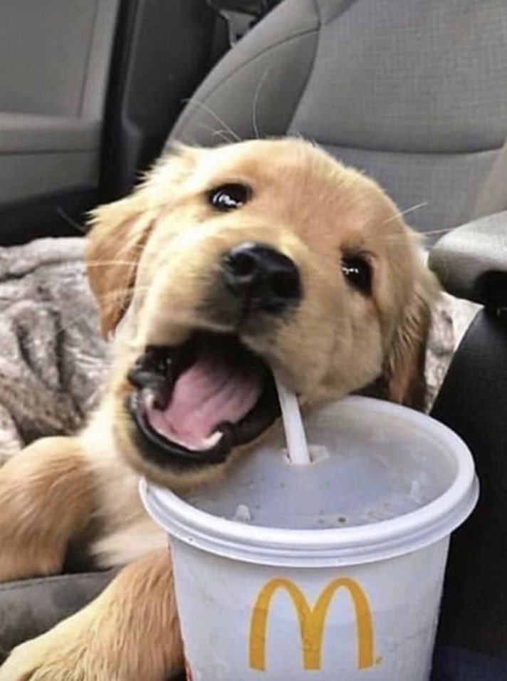 chelseaccomfort's tweet photo. chelsea cutler as dogs - a thread 🐶 https://t.co/PTfoFuW2d8