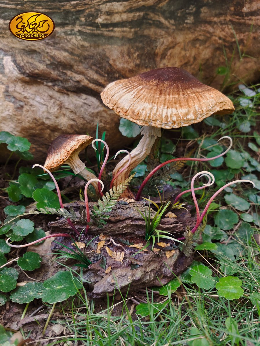 yong_cheng666's tweet image. 爬山看見了傳說中的天山靈菇，聽說吃了會提升一甲子的功力。
石粉土+塑鋼土+軟陶土+紙黏土+保麗補土
#各式場景線上課程規劃中
Yong Cheng Sculpture Studio-永丞原型創作