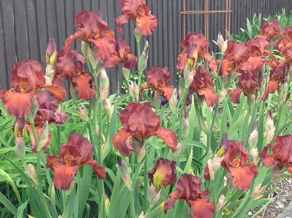 BWGardenFair's tweet photo. Parks Perennials will be back @BWGardenFair with a great selection of hardy perennials from agapanthus to thalictrums , plus ornamental grasses. Here’s to a summer full of colour and form, from pots to plots.
@StJohnEyeHosp #eyecare #charity #shoptogive https://t.co/06viRv8Oeu