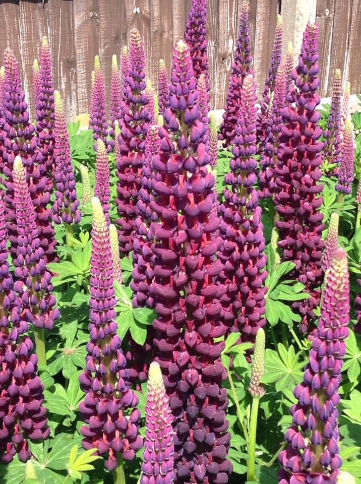 BWGardenFair's tweet photo. Parks Perennials will be back @BWGardenFair with a great selection of hardy perennials from agapanthus to thalictrums , plus ornamental grasses. Here’s to a summer full of colour and form, from pots to plots.
@StJohnEyeHosp #eyecare #charity #shoptogive https://t.co/06viRv8Oeu