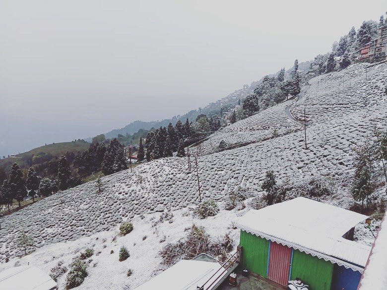 #darjeelingteagardens #teagardens #tealovers #tealover #tea