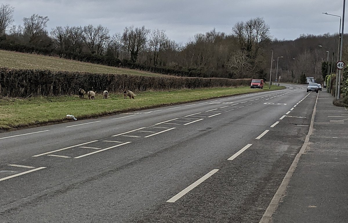 Old London Road, Badgers Mount, Sevenoaks.
Halstead pig escapees last seen going back into the field!