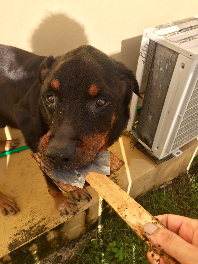perlasofia's tweet photo. Preparé unas trampas caseras para proteger mis tomates 🍅de áfidos; ahora necesito "algo" para proteger mis trampas de Rocco 🐶🙃 https://t.co/gFH89Ava4P
