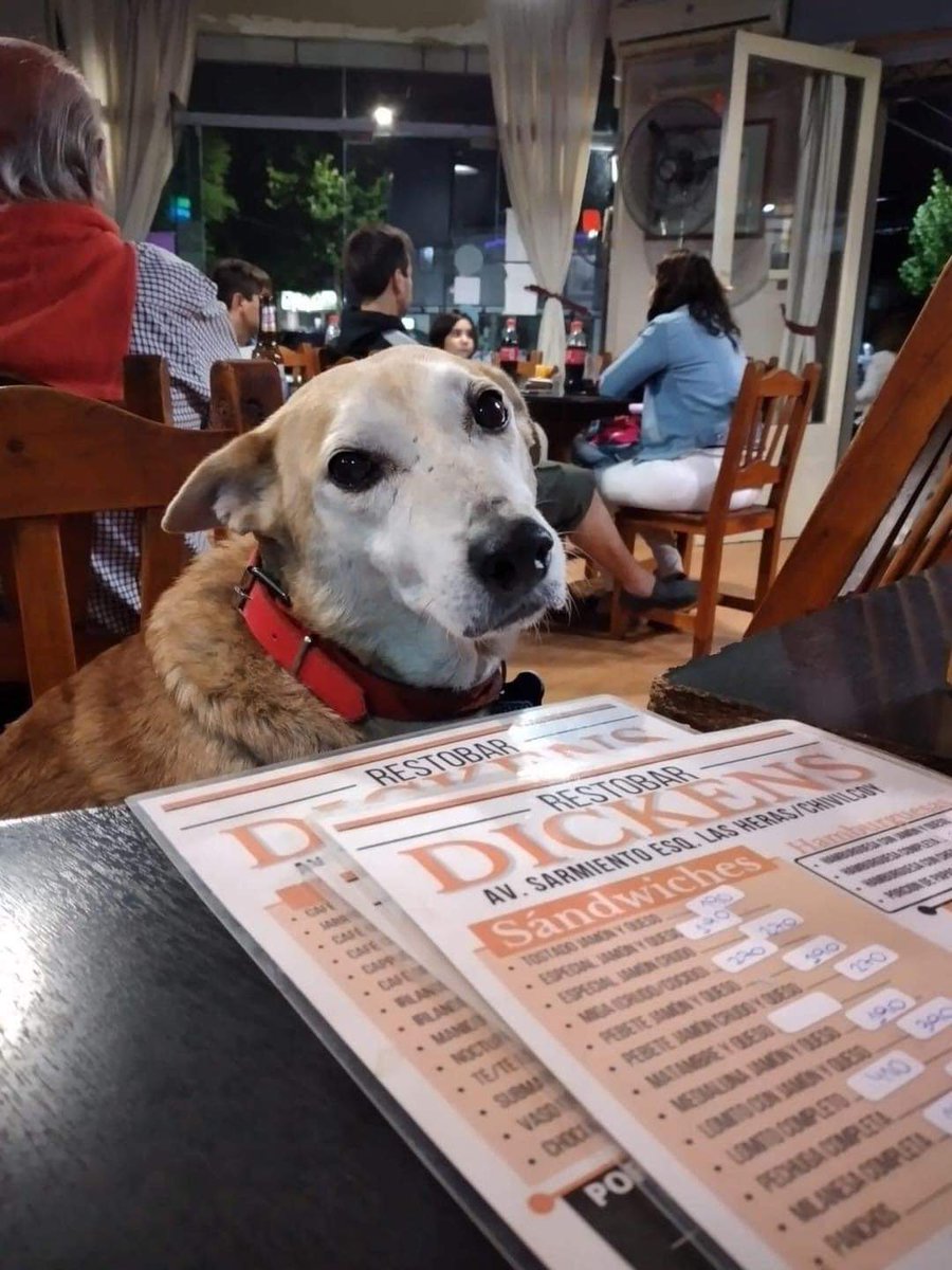 Valevalerita78's tweet photo. En la entrada de un  Restaurante/Bar, un letrero dice esto:
Pedimos a todos nuestros clientes con todo nuestro corazón que no se molesten por la cantidad de perros (callejeros) que puedan haber en el interior del restaurante. https://t.co/ItswkbNcRY