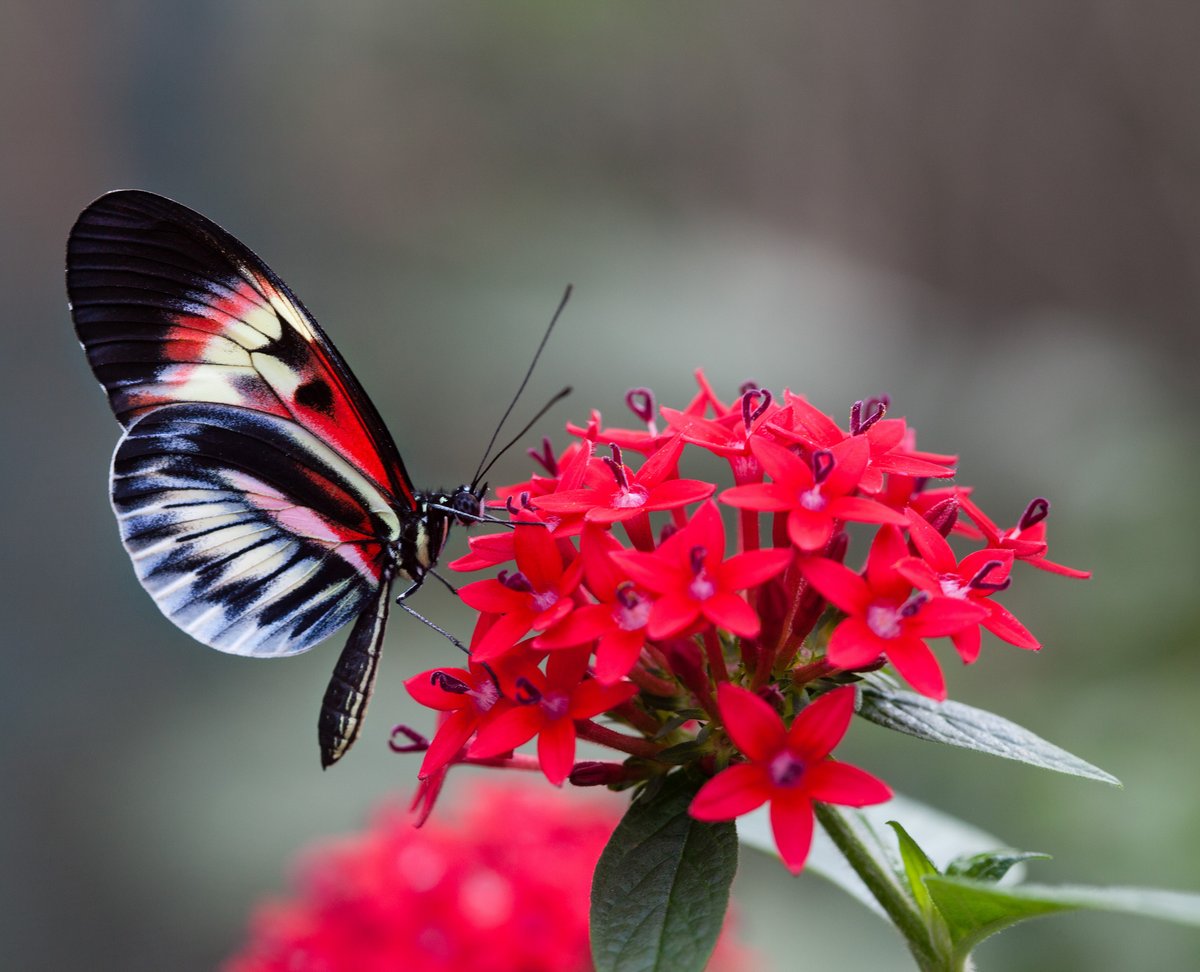 Цветок красные бабочки. Красивые бабочки. Красная бабочка. Бабочка на цветке. Прекрасная бабочка.
