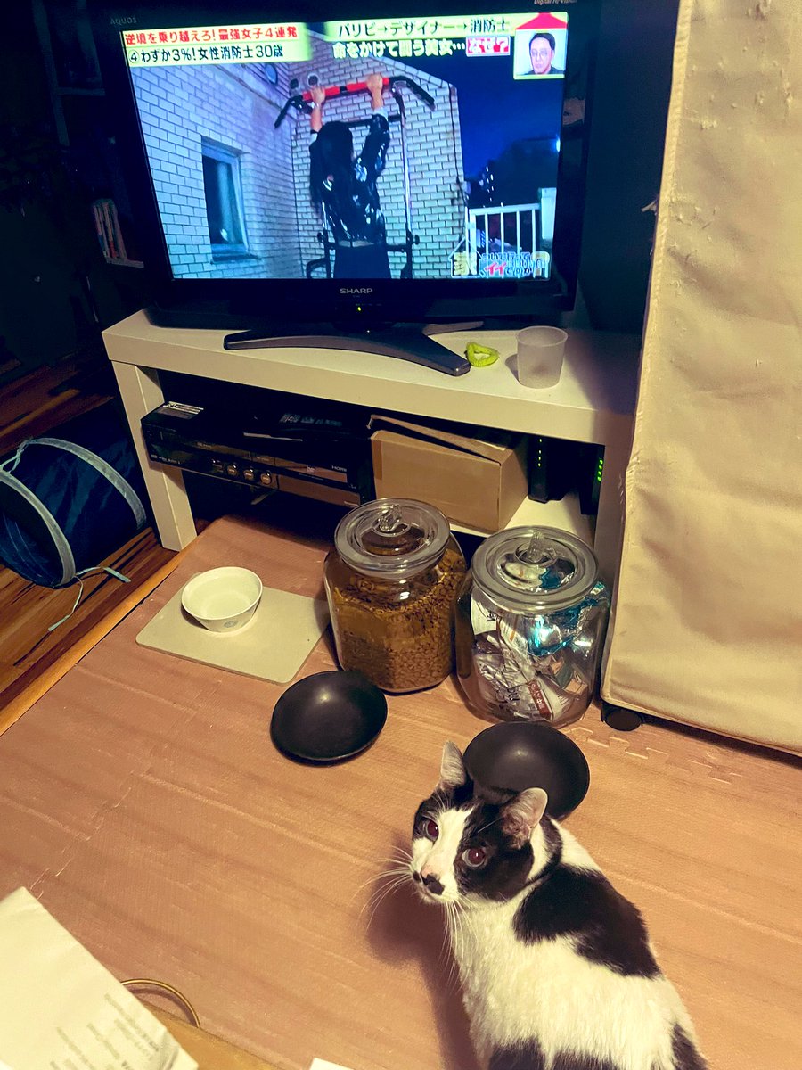 ajinokousaten's tweet photo. らむねを保護して譲ってくれたみどりちゃんがテレビ出たと知り観てみました。
小柄で可愛いレゲエ女子🇯🇲やった彼女❣️
変わらず可愛く、女��消防士としてガンガンに働いた後、更に高みを目指していてカッコ良かった💪
らむねー!
みどりちゃんだよー😆
#家ついて行ってイイですか?
#らむね
#part2style https://t.co/nVuBRAaCSf