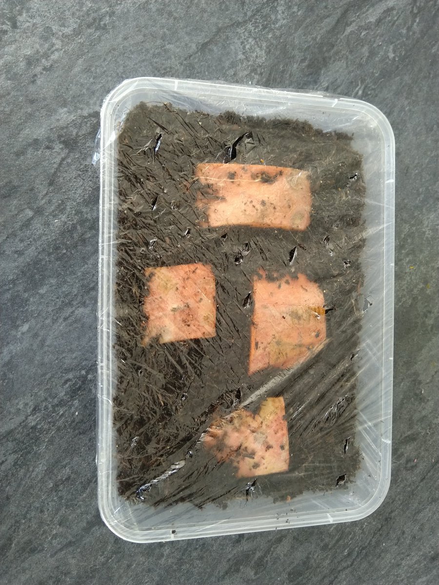 François Magimel tweet media