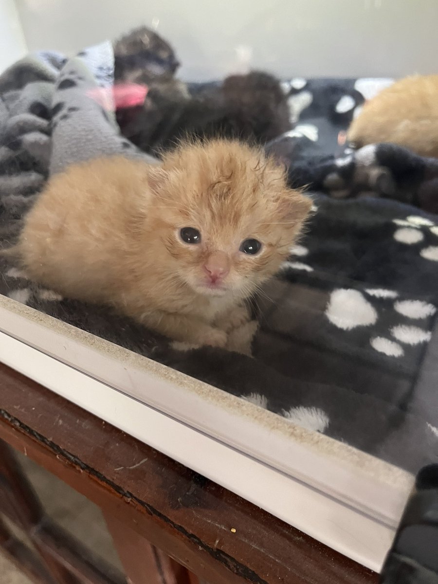 22 days old today….#rescueforlife