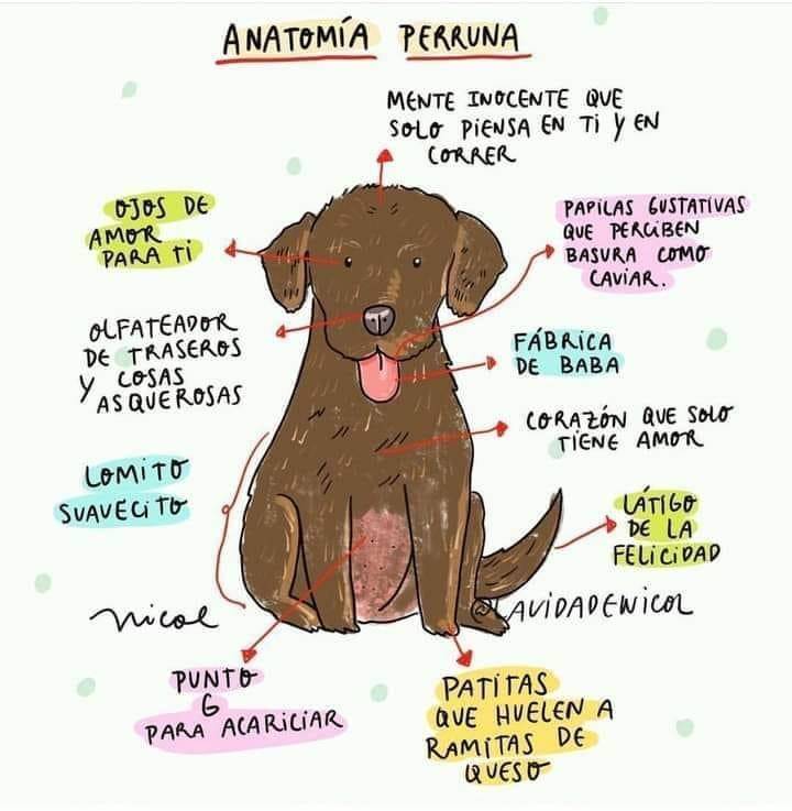 #AnatomiaPerruna 🐾💚