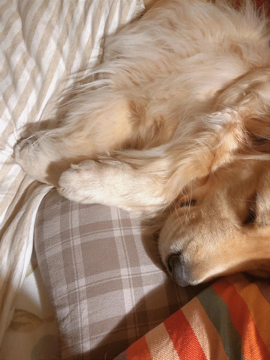 lucy050x's tweet photo. What does it feel like to wake up with a puppy leaning on your face? https://t.co/KK2M38OFqe