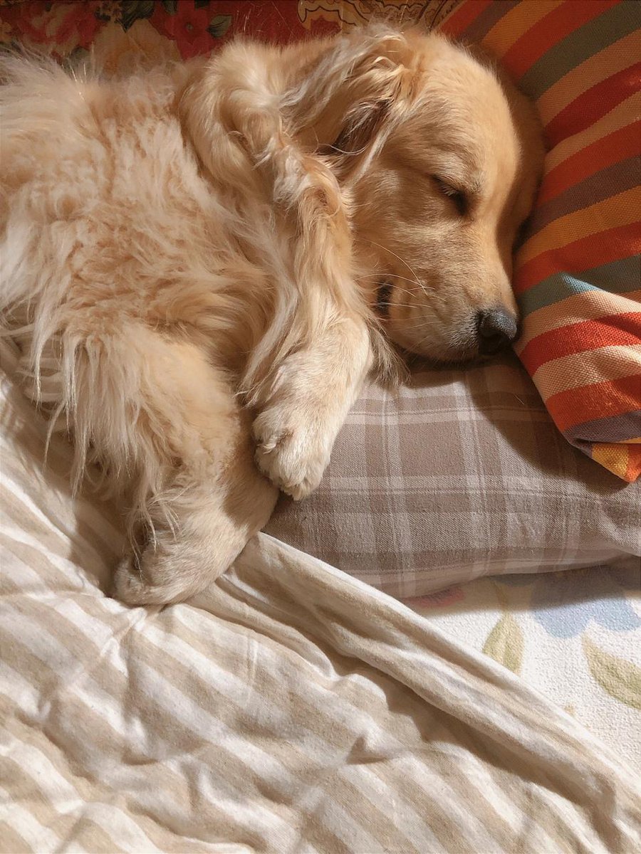 lucy050x's tweet photo. What does it feel like to wake up with a puppy leaning on your face? https://t.co/KK2M38OFqe