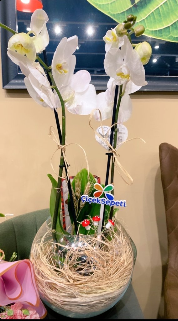 🤍 hasta çiçeği olsada sevilir 
#pazar