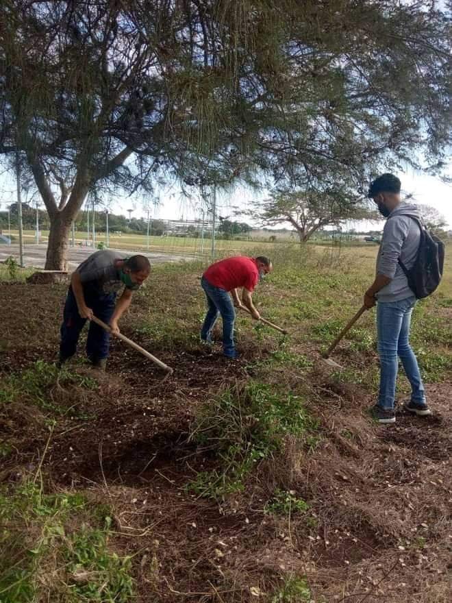 SaludDPinar's tweet photo. Jornada de trabajo voluntario se vivió hoy por estudiantes y trabajadores de la #UCMPinar en saludo al centenario de la FEU de Cuba, pues #SomosCuba ✍📸 FEU UCM Pinar 
#SomosContinuidad
#SomosFEU 
#RumboAl100FEU
#PinardelRio, #CubaSalva #CultivandoRevolucion #PorNuevasVictorias https://t.co/BSUuCebn7Q
