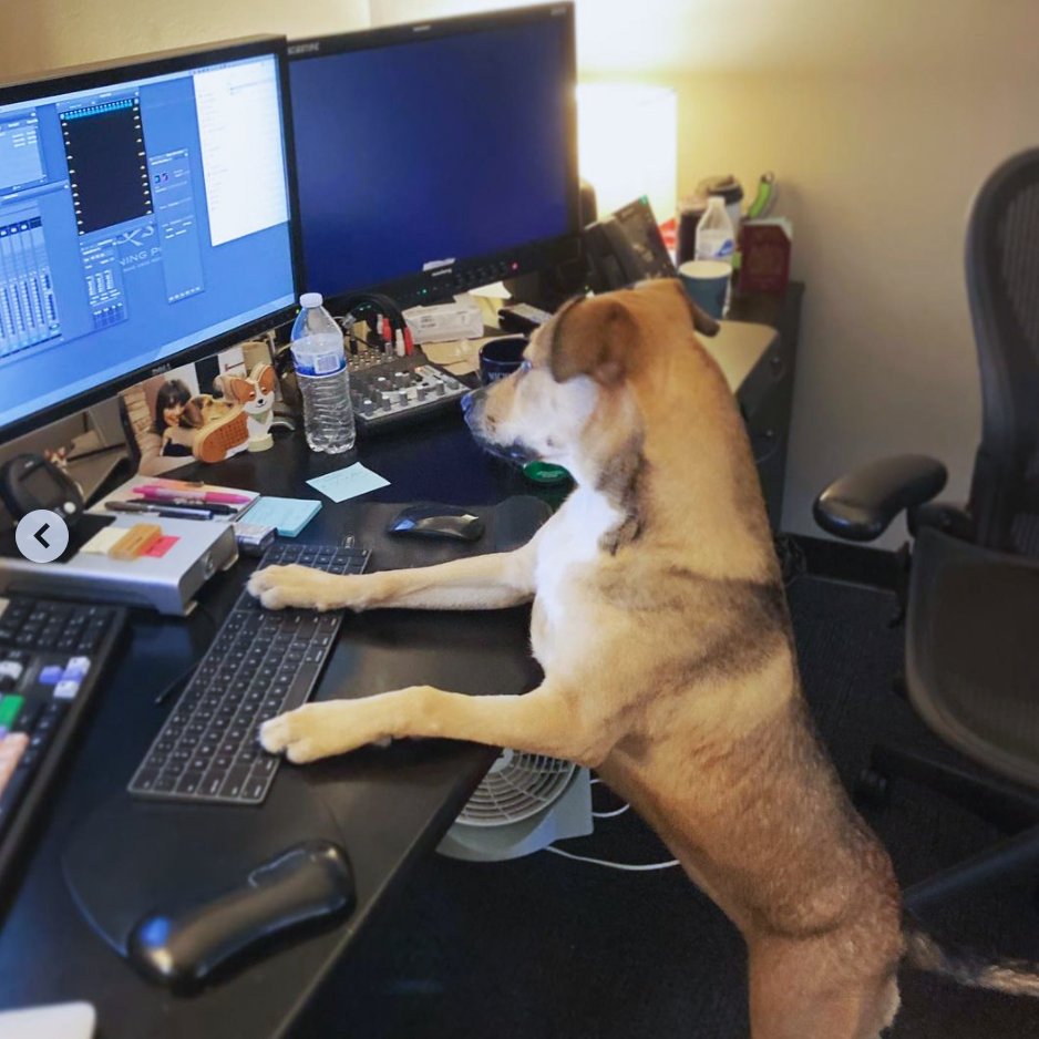 MediaComposer's tweet image. 📷 instagr.am/running.pony
▶️ avid.com/media-composer

#runningpuppy #officebuddy #avideditor #postproduction #mediacomposer #avid