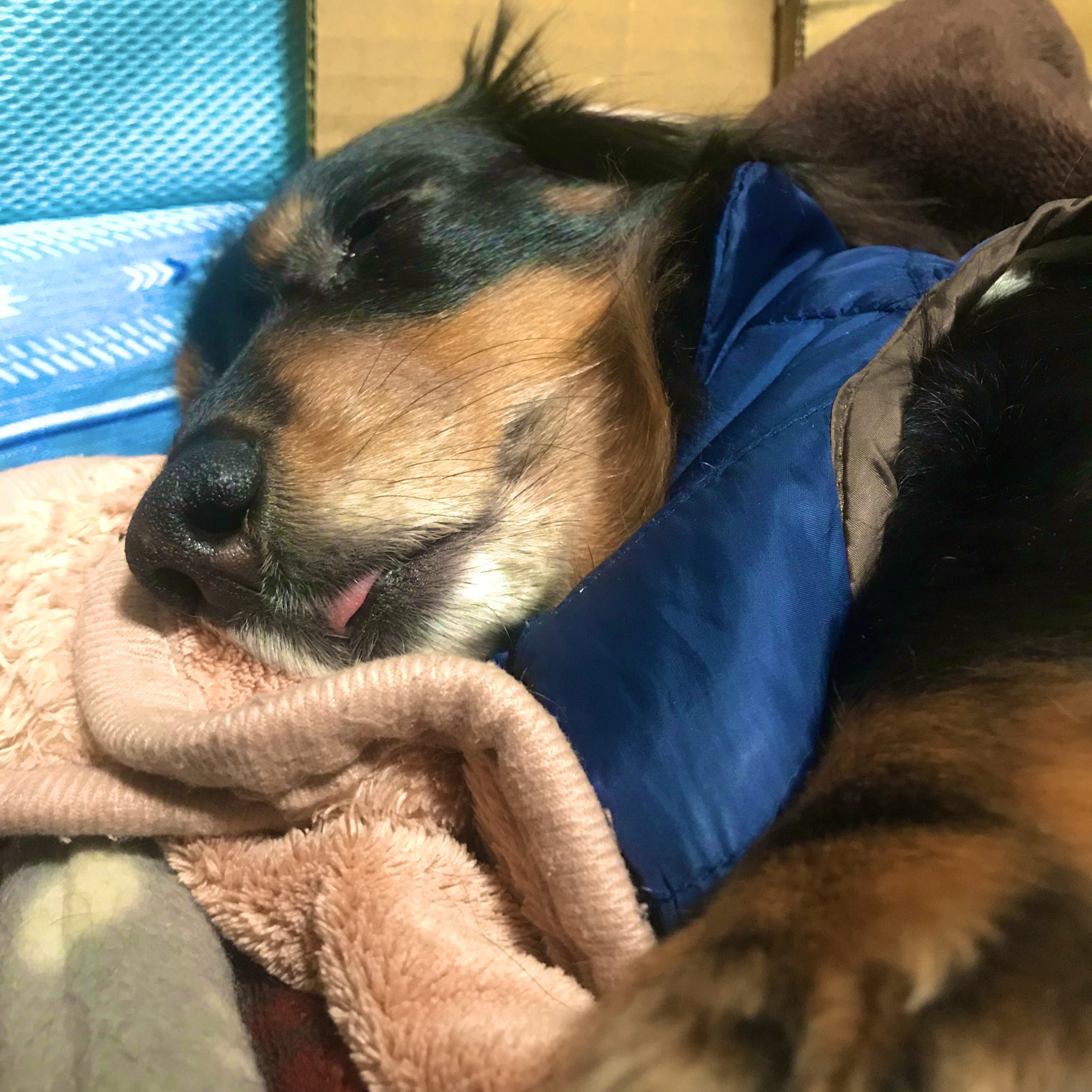 奈沓 今日は爆睡してるな 舌ペロして寝ている時はぐっすり眠っているのでとても愛しい 前日の夜中は寂しさと寒さのｗコンボで夜泣きで起こされて明け方まであやしていたのであんま寝てない あなた10歳だよね 最近バブちゃん化してるのかな T Co