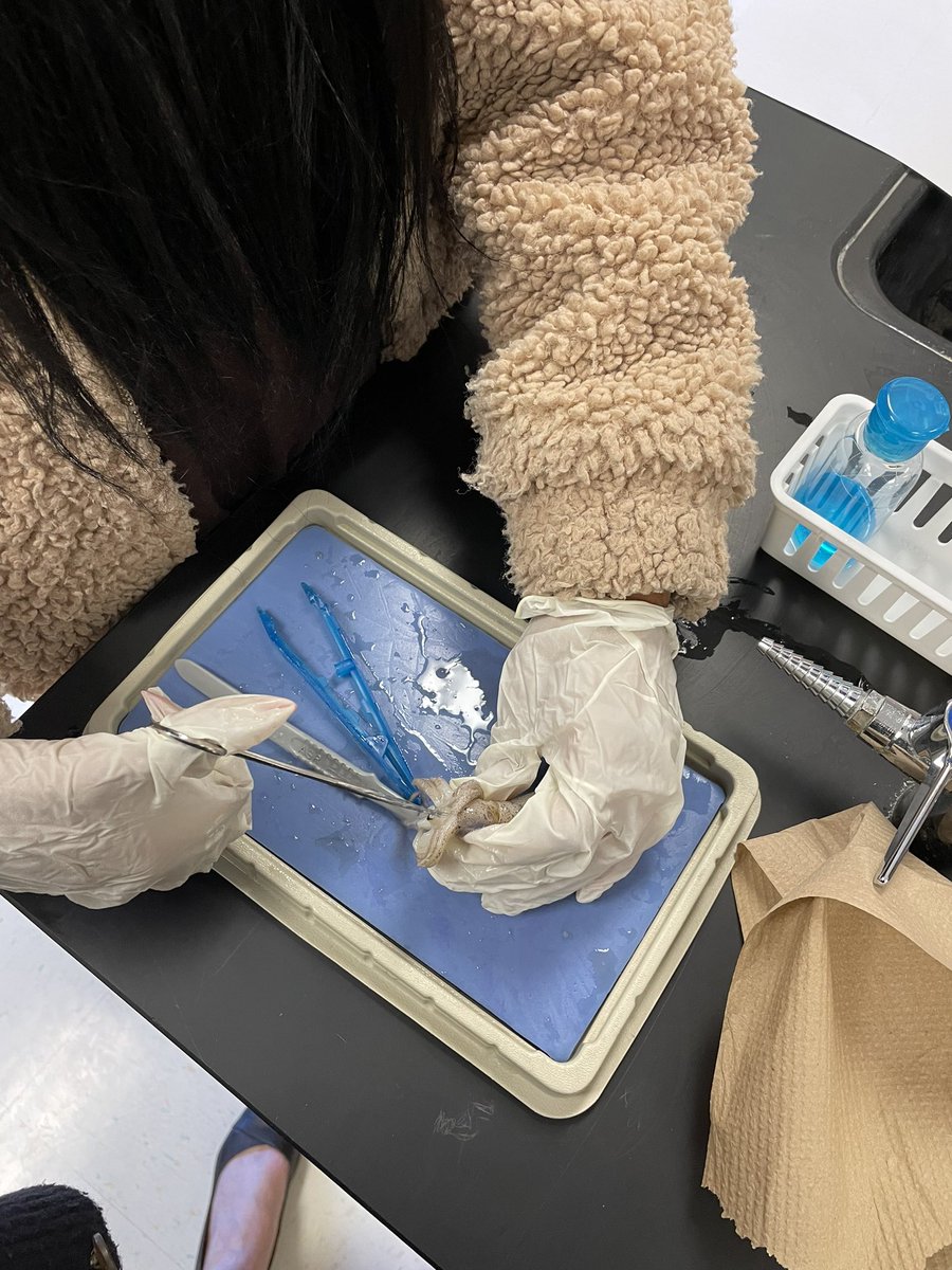 If you want to understand something, take it apart. #dissections #mollusks <a href="/MrsHeistScience/">Leilani Heist</a> @ljrchem @geriberger08