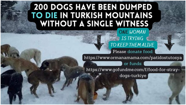 1/2 The authorities are dumping ever more #dogs in this remote location in #Turkey, but @MenekseTurk1 is still managing to feed them and care for them. Please help her via the dog food link or via the GoFundMe as you prefer. Thank you! #StopTheDogCatchers