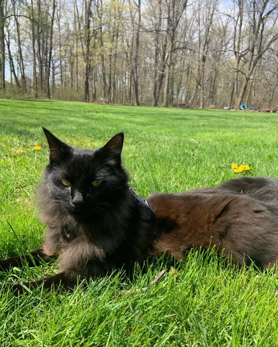 catsouthern's tweet photo. You look like you are fierce. https://t.co/nAwYuoQUJG