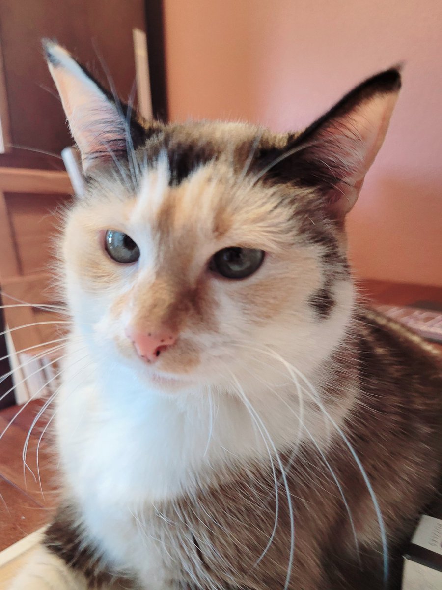 MegTaylorArt's tweet photo. @ellle_em This is as close as I could get to Yeti before she attacked my phone. Jack was cool with the close up. https://t.co/WONKkfFRyR