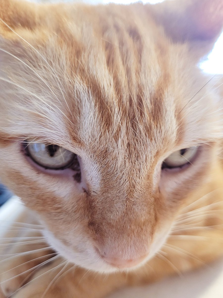 MegTaylorArt's tweet photo. @ellle_em This is as close as I could get to Yeti before she attacked my phone. Jack was cool with the close up. https://t.co/WONKkfFRyR
