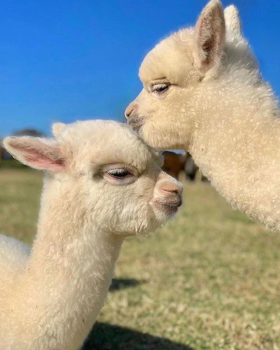 alpaca