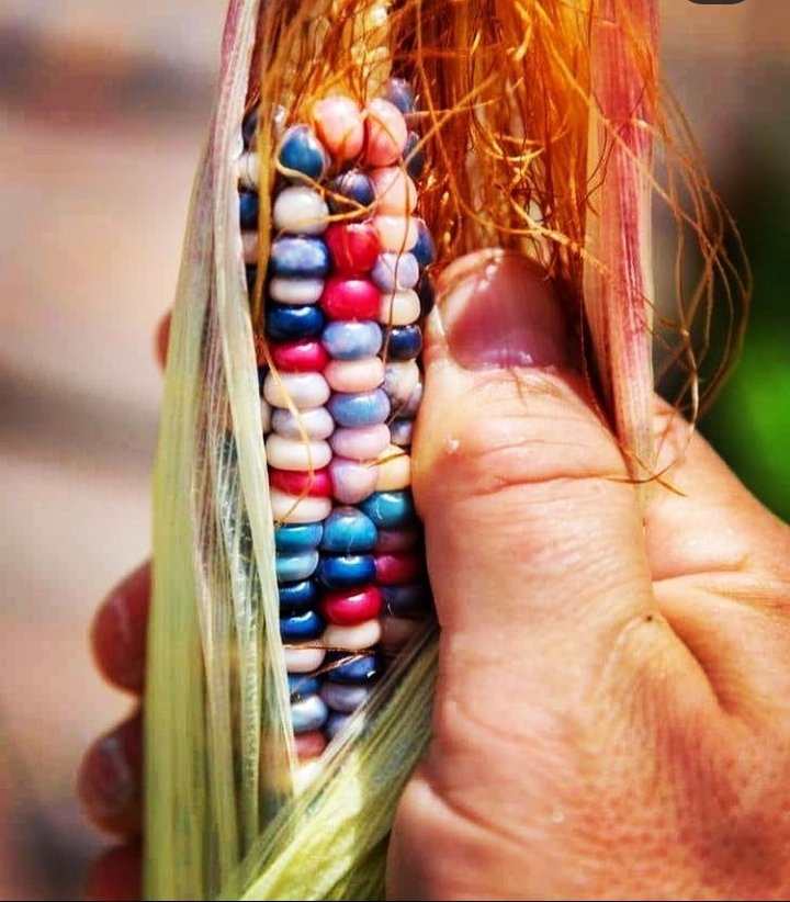 ronalson_meitei's tweet photo. Crossing of Pawnee miniatus, Oses red flour n Grey horse corn #RainbowCorn by a farmer named Carl Barnes who died in 2016. The grain came after exchanging ancient seeds with ancient American native tribes.Barns saved n replanted the seeds. #Breeding for beauty as well as heritage https://t.co/PXIsM2cdcR