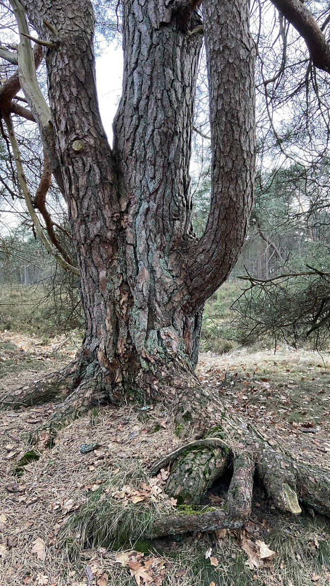 mveldhuis76's tweet photo. Een paar prachtige markante bomen op #Warnsborn. Zoals deze #berk en #groveden. Beide een prachtig voorkomen. De berk lijkt een hakhoutrelict, de Grove den prachtig in de ruimte breed mogen uitgroeien op de rand van heide naar bos. #markantebomen #bomen #bijzonderebomen https://t.co/ezcfp4UFJd