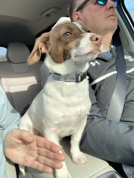 adopt_a_dog_bot's tweet photo. Roscoe is a studly guy, who can be found near Pittstown, NJ! Roscoe is a Jack Russell Terrier mix, who is absolutely obsessed with tennis balls. #JackRussellTerrier #mixedbreed #mutt #dogsoftwitter #rescue #adopt #dog #Pittstown #NewJersey #NJ https://t.co/8t7kfjFSne https://t.co/ojNG7AAEWG