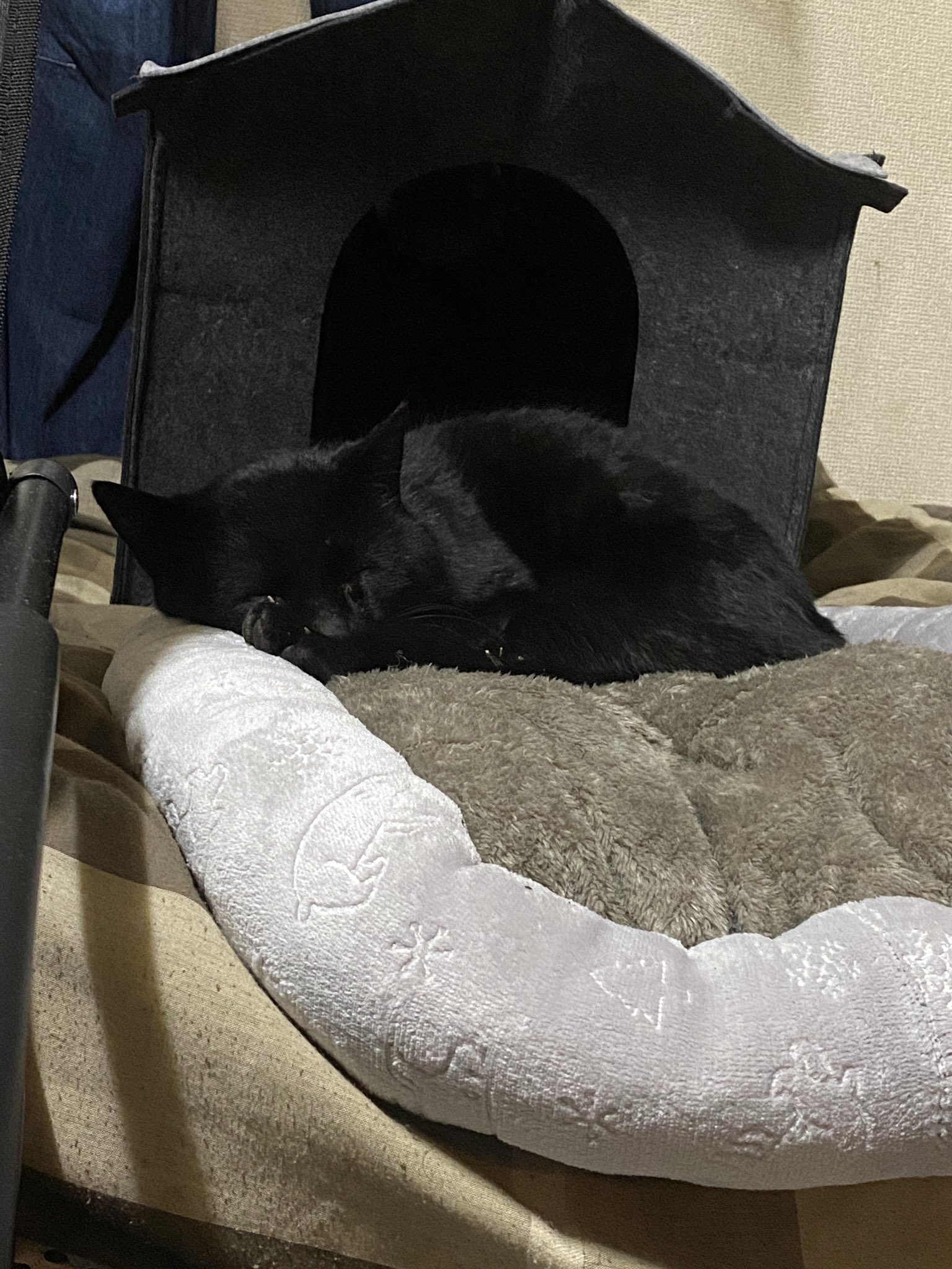 なつかない猫 Twitter Search Twitter