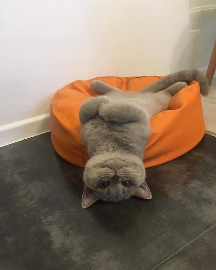 snoopster47's tweet photo. I love so many different foods n snacks, but today there's a huge box of bite-sized chocolate 🍫 beside me & I'm going in! Today is now officially do whatever day, but definitely not super bowl. Not this year's ½time show looked good. Not my kitty in pic...just funny. #NotMyJam https://t.co/Oh724YmJjJ