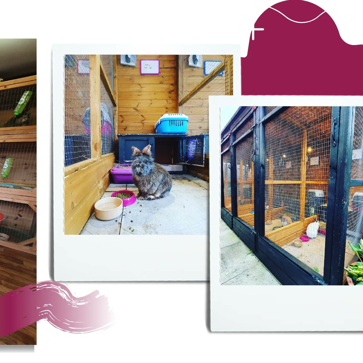 Inglebybunny's tweet photo. 🐰Small Animal Boarding🐰
Established in 2012 we are a family run business in Ingleby Barwick offering purpose built indoor &amp; outdoor accommodation for rabbits, guinea pigs and other small furries. 

#bunnyboarding  #guineapigs #inglebybarwick #teesside https://t.co/1ASSSdLFej