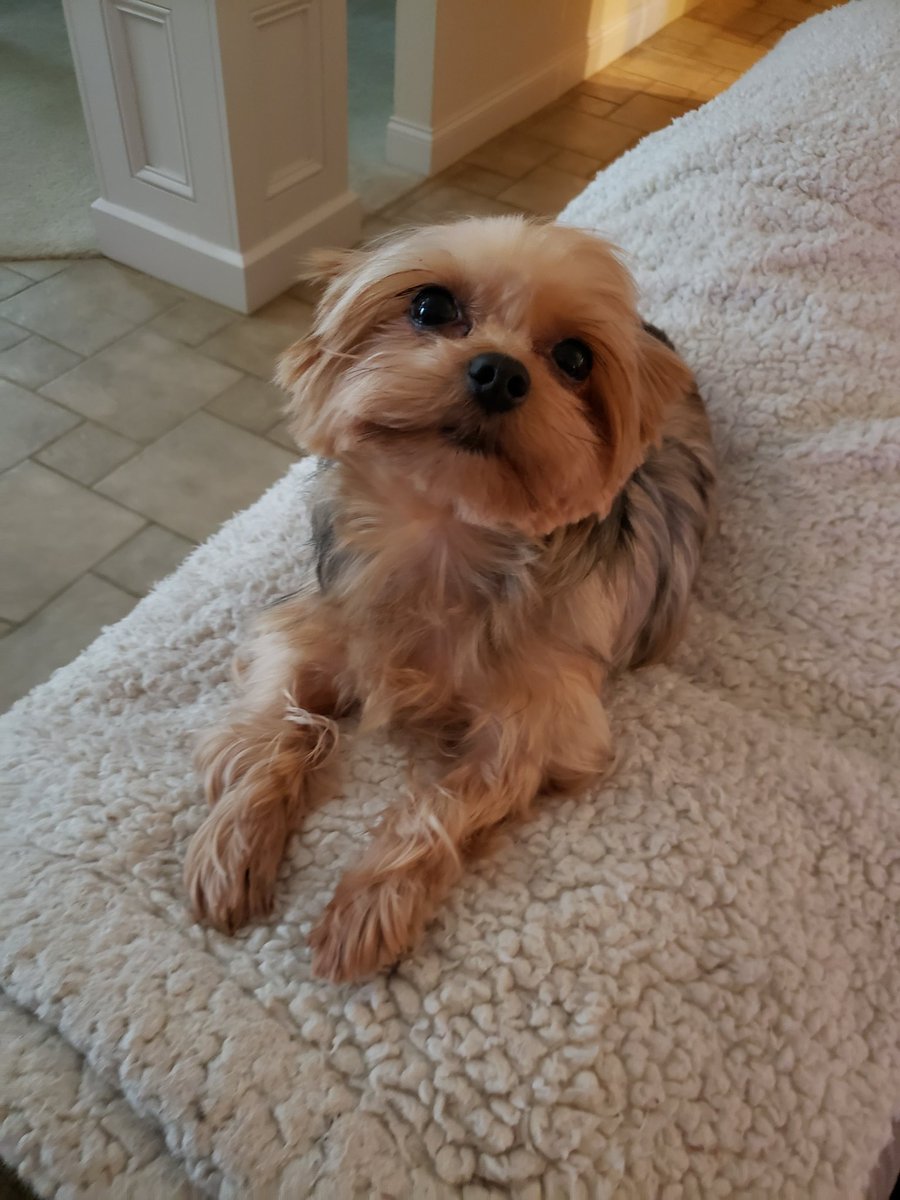 I'm watching the Puppy Bowl. Paws up if you are too 🐾 <a href="/WestieBiscuit/">🐶 GENERAL SHORTCAKE</a> <a href="/peemail/">Samson & Fursibz</a>  <a href="/SnowballPierre/">Snowball Pierre</a> <a href="/Sadielicious11/">Rocky Barkboa & Angel Sadie 🌈</a> <a href="/CamTheBoston/">Bindi, Jedi, and Angel Cam</a>