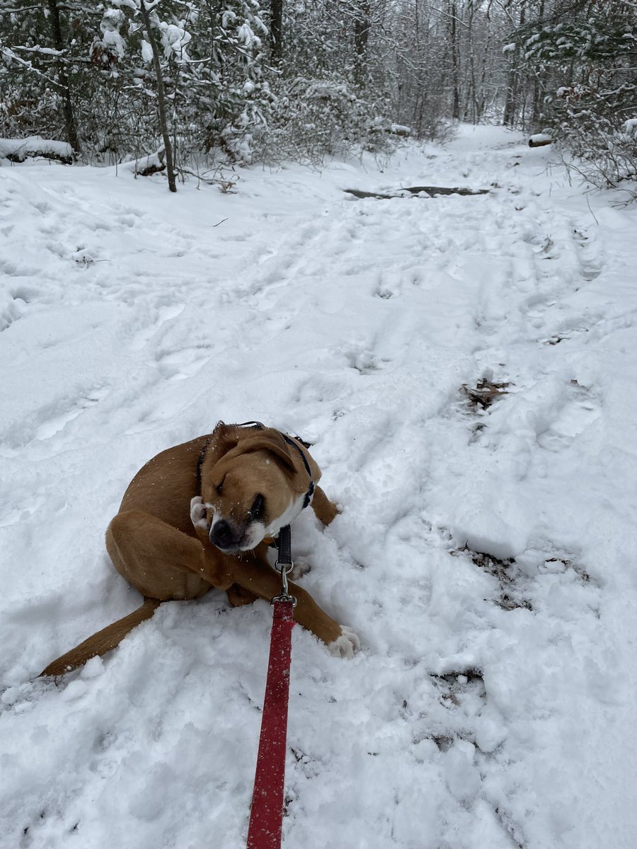 debbiejsr's tweet photo. Beautiful day for a short hike. Puppy thought it was a good idea to try to eat sticker bushes. #MiddlesexFells #PoliSciHikes https://t.co/ClfwPMC6nm