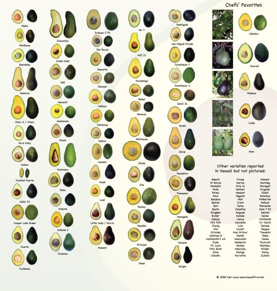 Did you know Hawaii grows more than 200 varieties of avocados? Here's just a few of them!