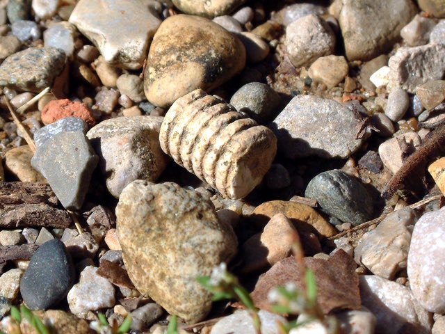 Oldhamster3R's tweet photo. @AlexPetrovnia @MaskUp21 These crinoid fossils are plentiful around middle Tennessee where I live. https://t.co/0C28unS15d