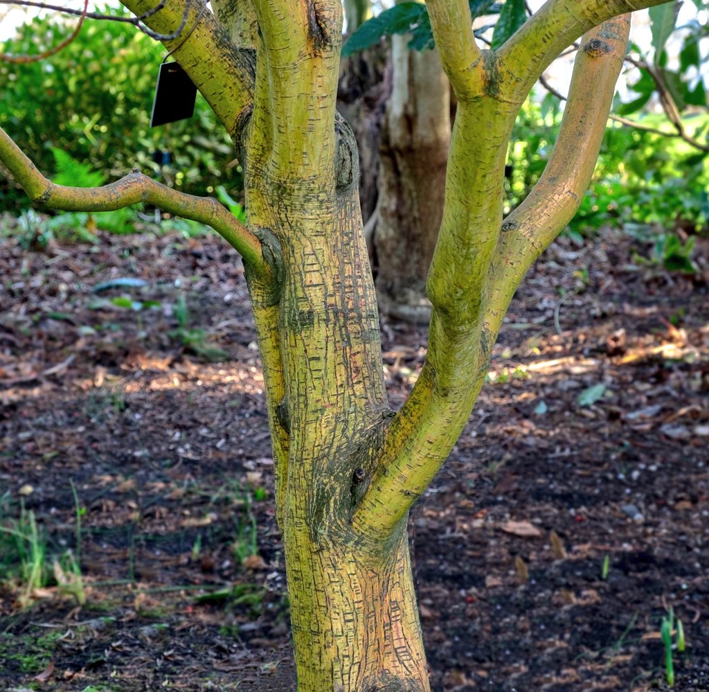 Acer x conspicuum 'Phoenix' 

Interesting, colourful bark is an important element in a winter garden .