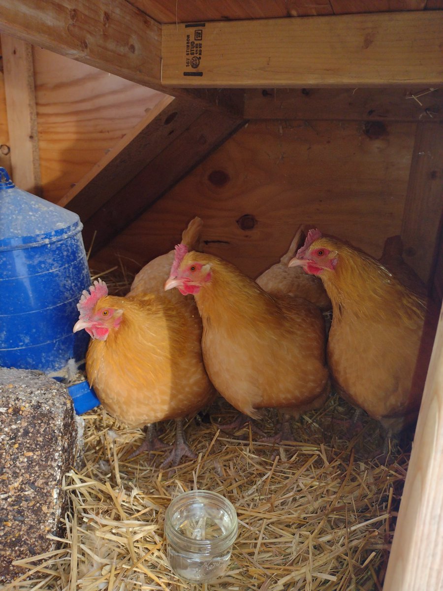 AaronGrenchik's tweet photo. Good morning everyone! Rise and shine! #hens https://t.co/0boohBZ98h