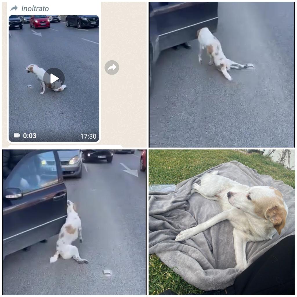 Emilystellaemi2's tweet photo. È STATO CHIAMATO ARGO, IL 23/24 Febbraio  sarà  creato un Gruppo per poterlo aiutare. Grazie https://t.co/i8bTZfApdF