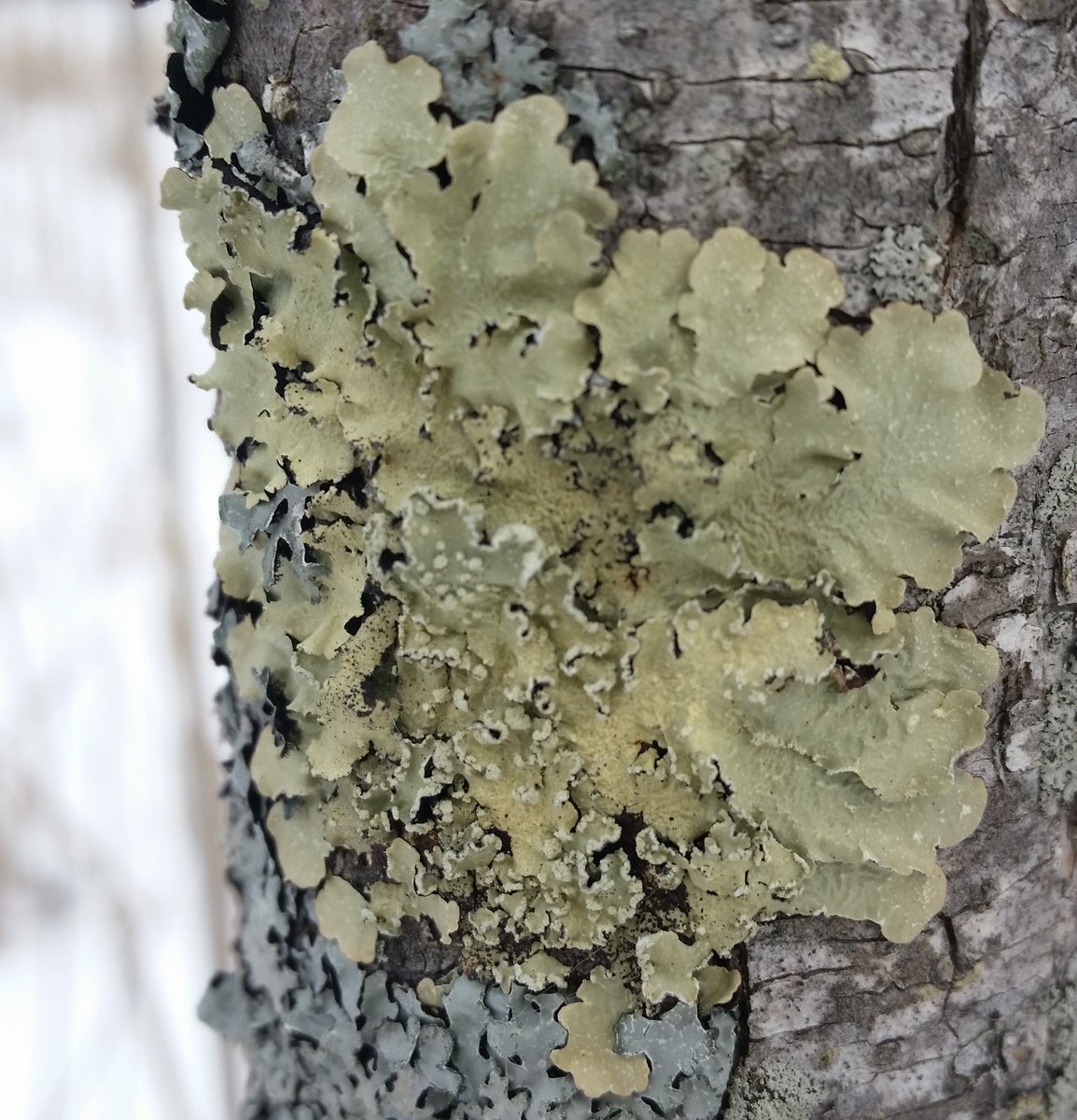 UteSchmid's tweet photo. Some samples of #fungus #fungusamongus photographed during my most recent visit to #TinyMarshConservationArea near Elmvale, Ontario. #Lichen #Snowflakelady #ResidentialTourist #fungi https://t.co/VhfLjdOqXq