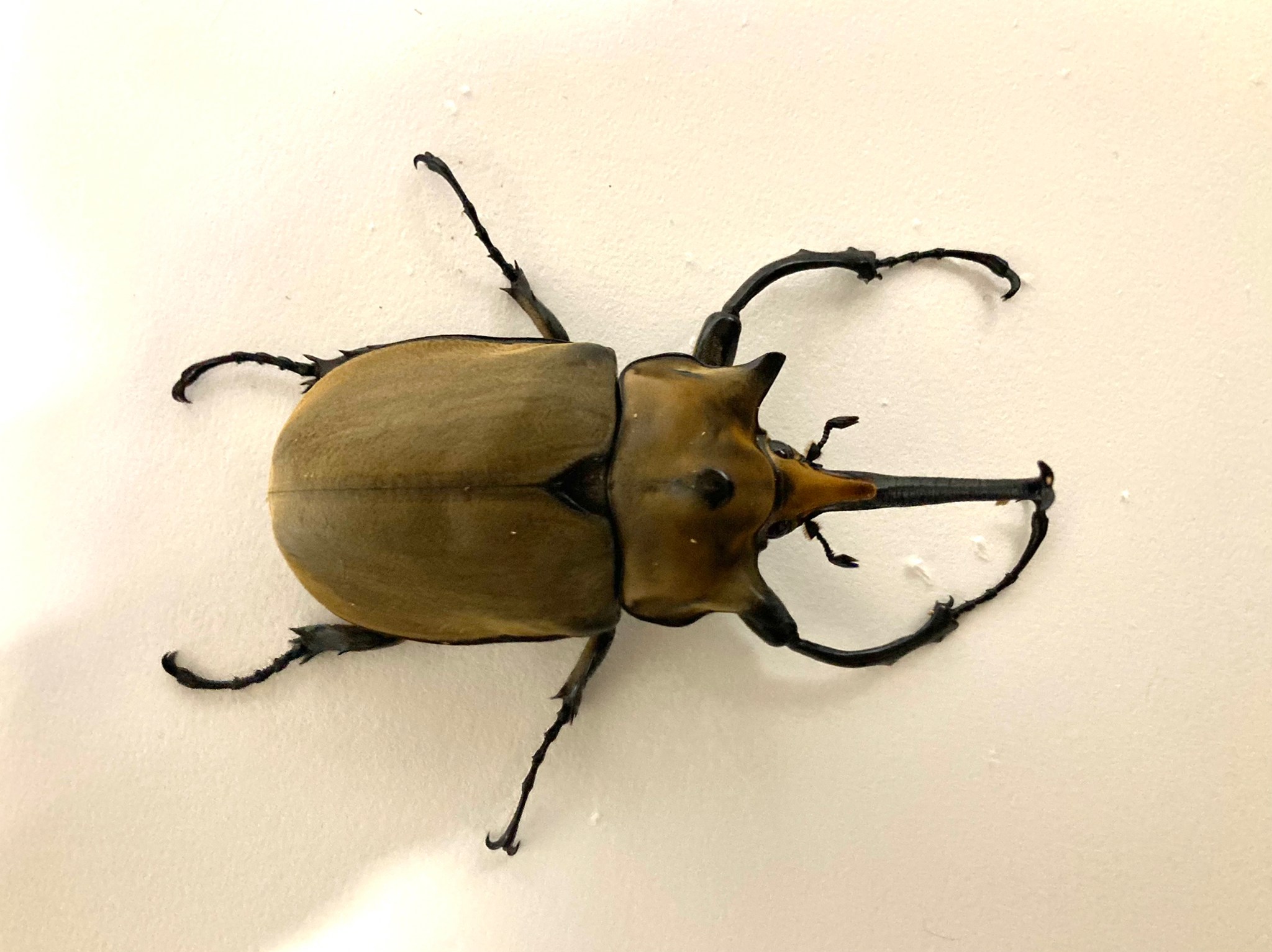 おっきー Yo Twitter